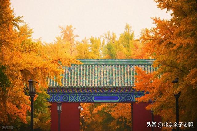 地坛银杏初黄正当时，错过就没机会了
