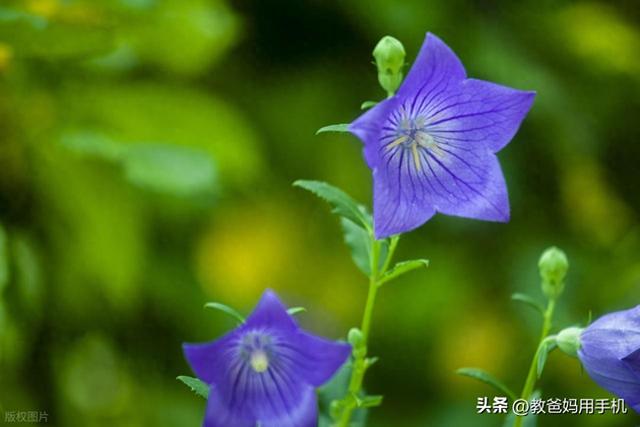 接龙游戏全攻略（手把手教群接龙发起与参与全攻略）