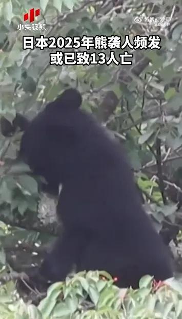 上百人遭袭、13人身亡，严重程度创历史！日本决定动用防暴警察，我大使馆紧急提醒→