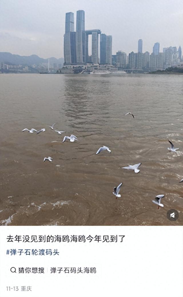 不用去云南了！在重庆就能“鸥”遇🤩