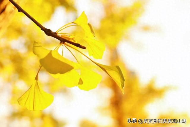 观山湖藏着一封金色情书，落款是银杏与梧桐（附最全攻略）