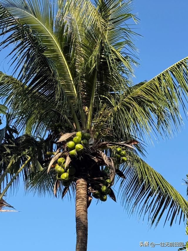 来海南别开高速！走这条环岛公路，一路都是风景