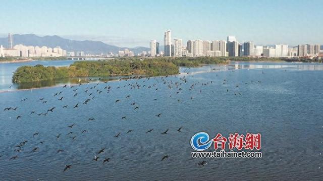 鸬鹚抵厦，厦门秋冬“顶流”回来啦