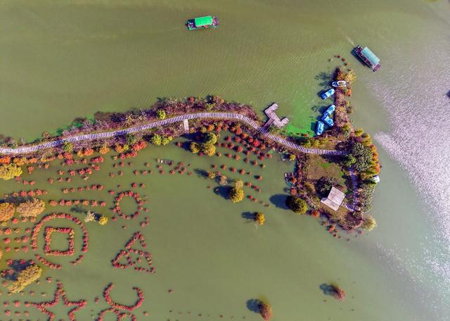 庐江万株池杉浓烈“红妆”吸引游客打卡