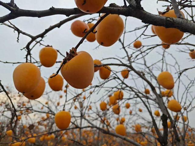 丹柿如火、硕果累累，沙子口双拥公园柿子林进入最佳观赏期