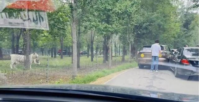 游客猛兽区下车当老虎面吵架？不文明旅游行为频发，专家：建议“黑名单”全国联通惩戒
