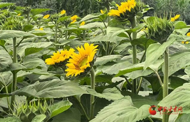华亭：葵花涌金波  美景邀客来
