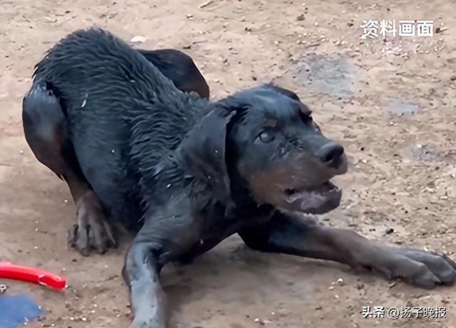 长沙女子被自己幼犬轻咬手指，两个月后引发狂犬病	，医生回应