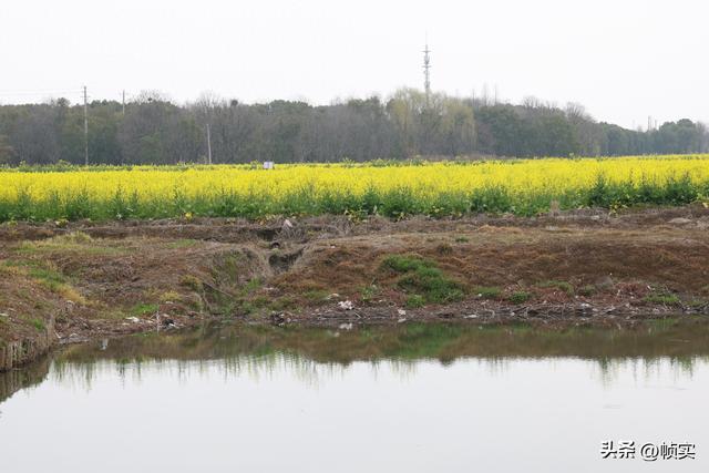春风拂岸金浪涌动，江苏昆山花桥500亩油菜花盛放宛如画卷