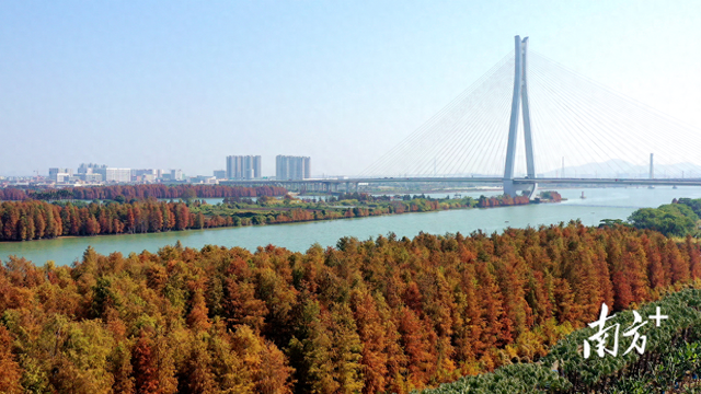 打卡最美落羽杉，中山港口镇冬日嘉年华迎客近9万人次