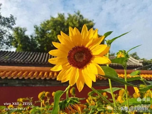 北京景山公园向日葵花海,夏日盛景| 申艳娟