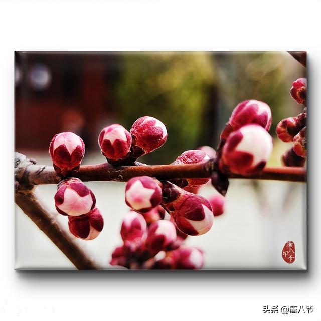 一场春雪后的高原古城西宁