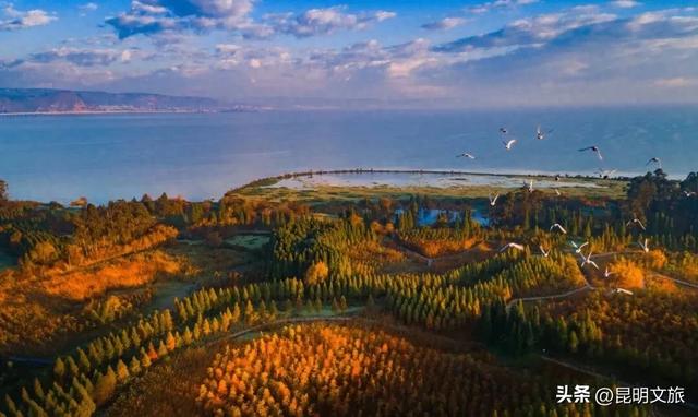 天晴就去！鸥鸟翩跹，这个免费国家级公园，藏着昆明最美的冬天