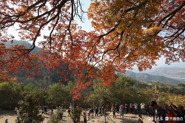 崂山神清宫遗址的五角枫