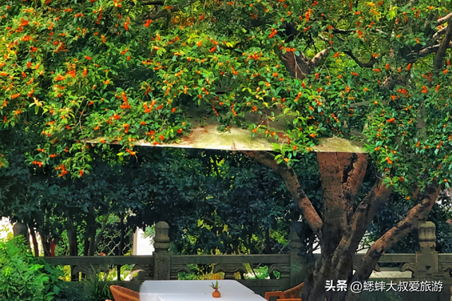 快来杭州一趟高雅之行吧，六大桂花秘境进度达70%，满城尽是香味
