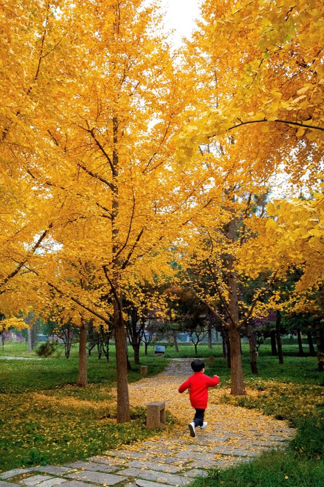 都跑去地坛看银杏了？北京中轴线南边的公园，藏着一处小众银杏林