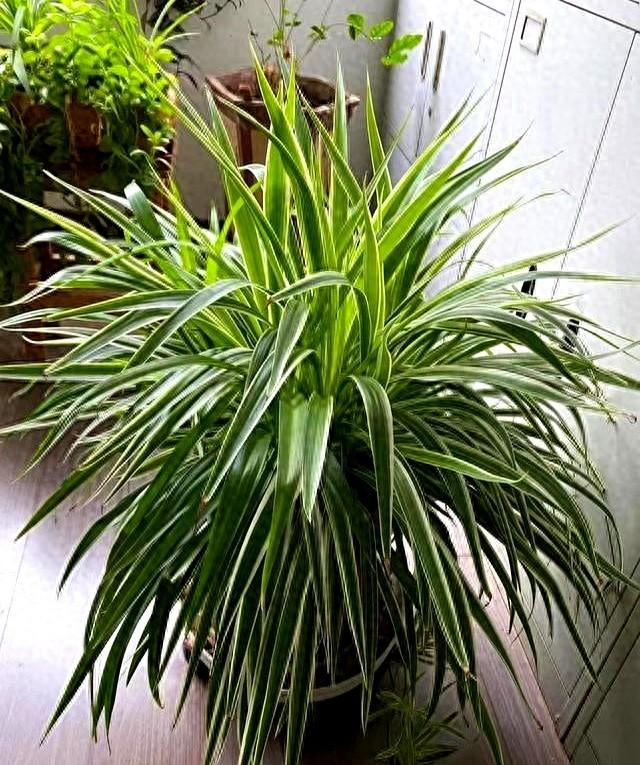 “花旺人不旺”，家里最好不要养这3种花，别不当一回事儿