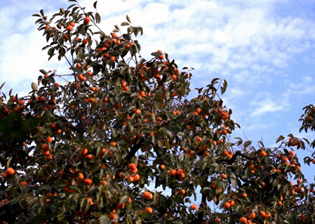 藏在临潼的“橙红玛瑙”，咬一口甜透时光→