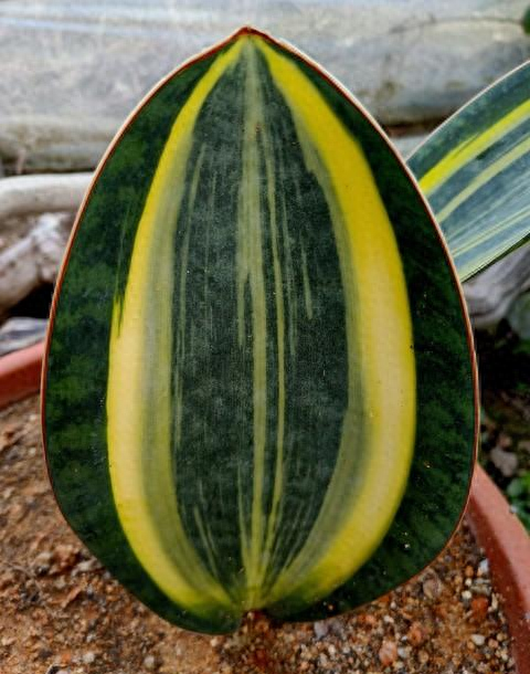 山东一大叔，因“卧室虎皮兰成树”而走红，那叫一个壮观，真治愈