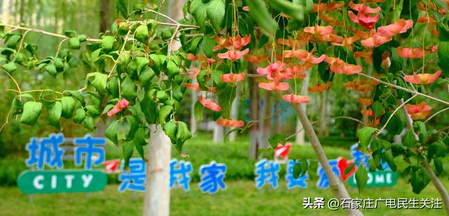 秋色烂漫，果趣正浓民防公园的“秋日小精灵”上线啦