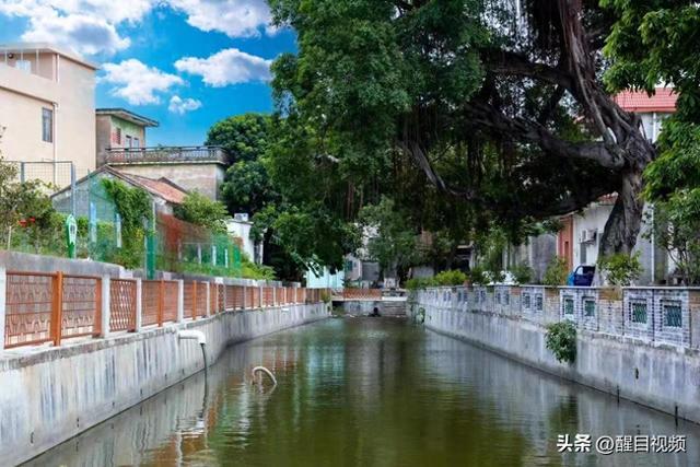 激活“银发力量”！杏坛古朗邀你共赴长寿文化盛宴