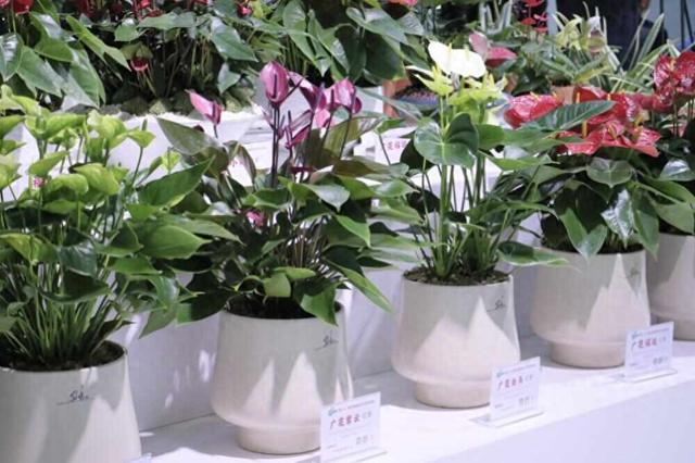 来广州沙面赏红掌！首届广花红掌艺术节将在11月举行