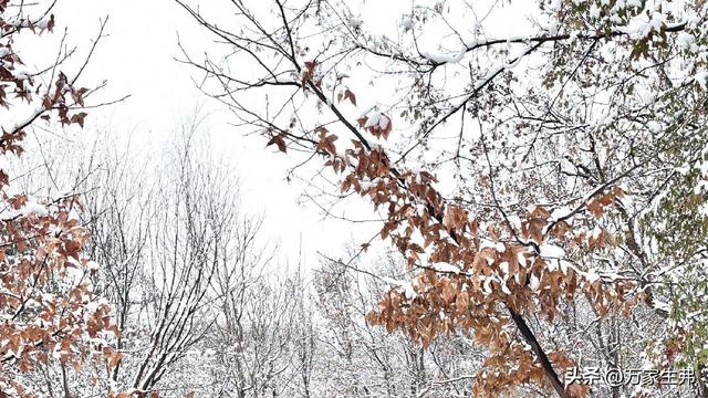 南京又双叒下雪了！江北飘雪城南听雨，"偏心雪"藏着老城南的浪漫