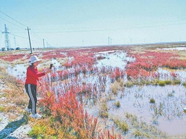 张家口察汗淖尔湿地再现“红海滩”美景