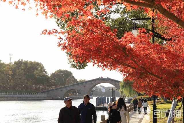 秋季限定！苏州环古城河健身步道换上灿烂“红装”
