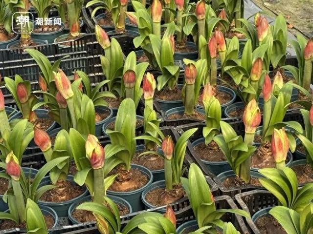 价格雪崩！近300元跌至35元，曾经的网红“卖不动了”