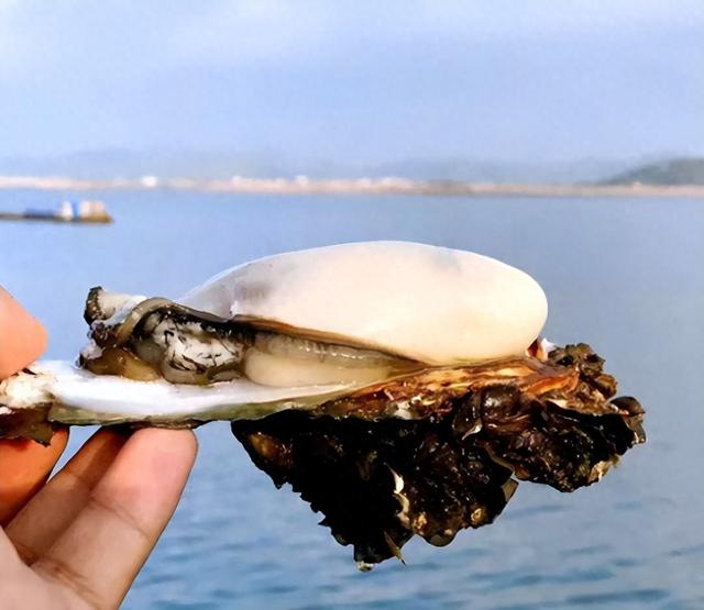 12.12开幕！品鲜蚝、逛湿地、抽温泉票，铁涌农文旅盛宴喊你打卡