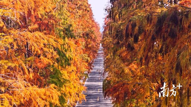 这条始兴冬日风景路，值得专程去一趟