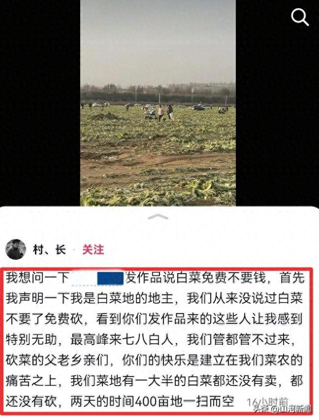 内蒙200亩白菜遭七八百人免费砍，菜农发声，游客反呛：来找我啊