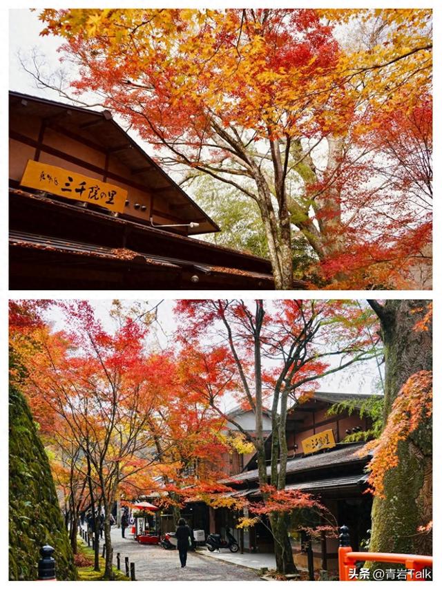 风暴眼，退休老人的第一次日本游，就这样被高市早苗整黄了