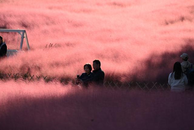 好浪漫！奥北森林公园粉黛乱子草形成梦幻景观