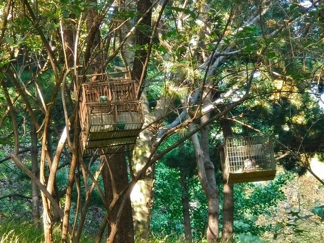 紧急提醒：见到这种笼子，立即举报！