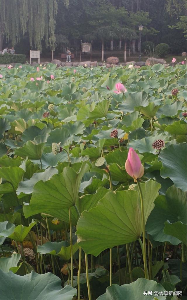 荷花迎来一年中最后的赏花期 集中养护荷塘 点缀季节更迭