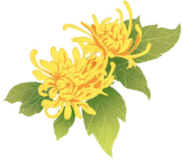 顶流上线，快来湖熟赏菊
