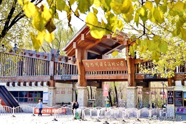 延庆的金色浪漫，就在——