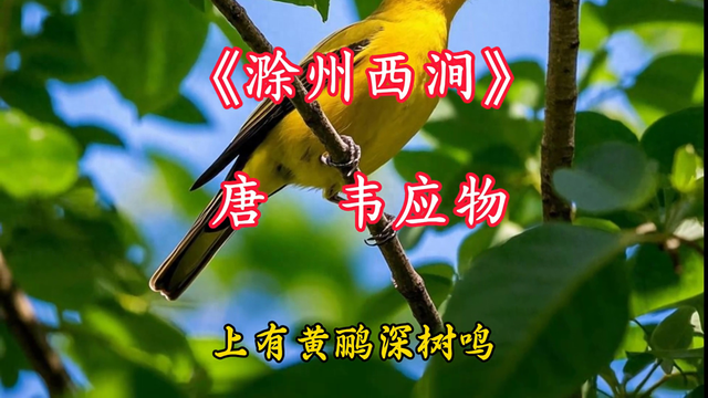 韦应物《滁州西涧》赏析（诗词赏析韦应物笔下最美小溪滁州西涧）