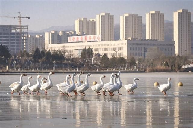 薄冰鸭影映冬韵