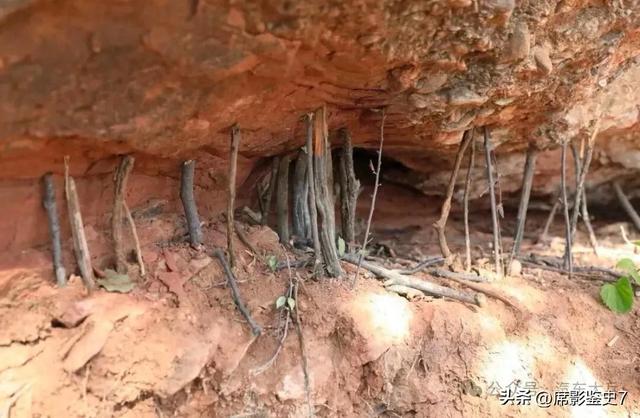 户外爬山，为什么岩石下撑这么多小树枝？
