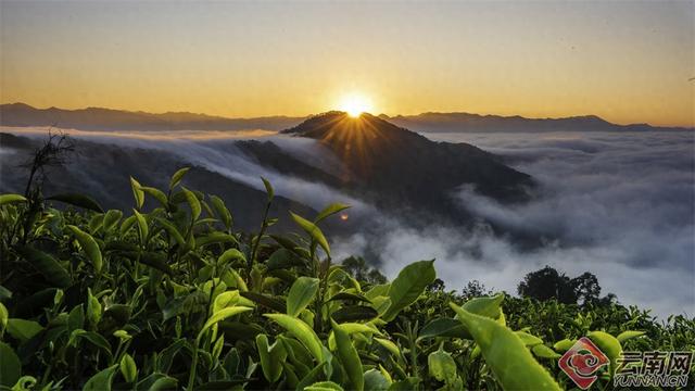 临沧临翔：邦东乡秋茶遇云海 山水画卷醉游人