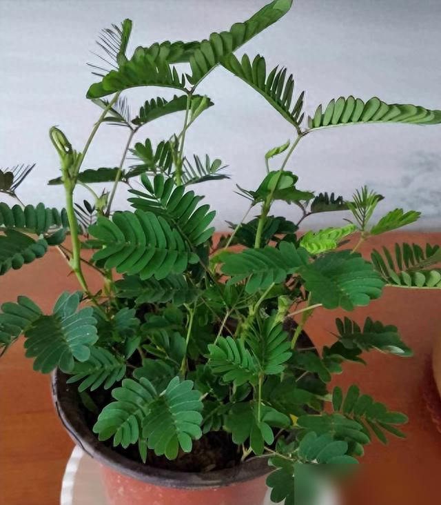 家里千万不能养的6种花（家养6种花）