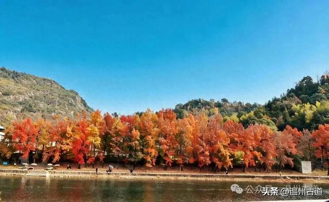 现场报道：温州这处红枫古道枫红正艳，错过要落叶！