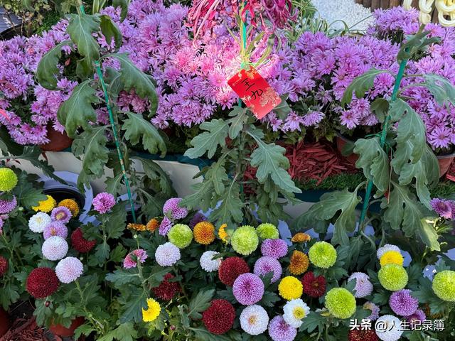 周一陪小姑子去北海公园看菊展