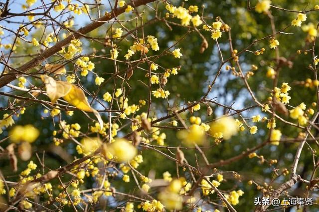 奉贤170岁古蜡梅迎盛花期，速来打卡！