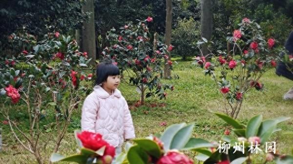 柳州市雀儿山公园四季山茶迎来花期