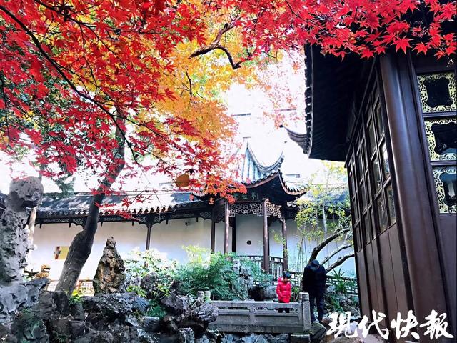 常州494棵古树名木获“新身份证”，7条线路邀您打卡“古树地图”