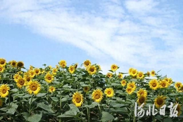 河北滦南：志愿力量打造湖岸向日葵花海